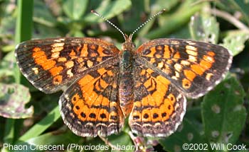 Phaon Crescent (Phyciodes phaon)