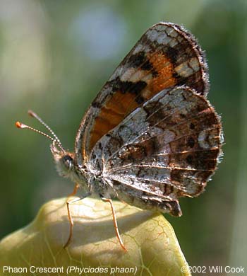 Phaon Crescent (Phyciodes phaon)