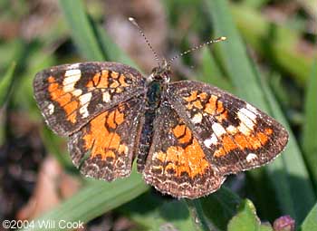 Phaon Crescent (Phyciodes phaon)