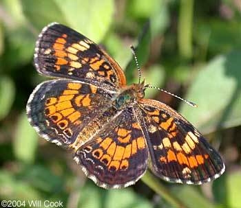 Phaon Crescent (Phyciodes phaon)