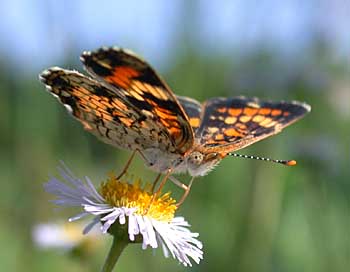 Phaon Crescent (Phyciodes phaon)