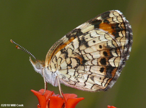 Phaon Crescent (Phyciodes phaon)