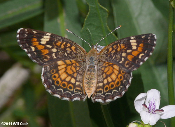 Phaon Crescent (Phyciodes phaon)