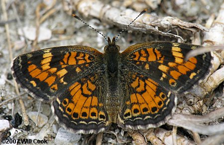 Phaon Crescent (Phyciodes phaon)