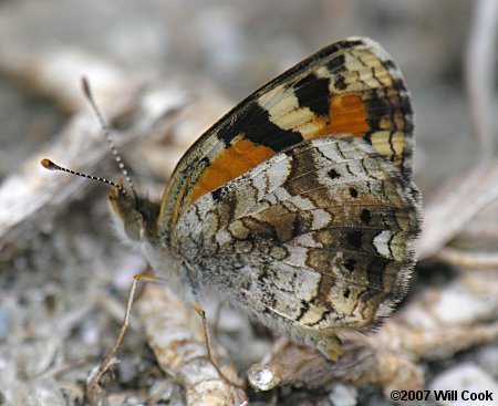 Phaon Crescent (Phyciodes phaon)