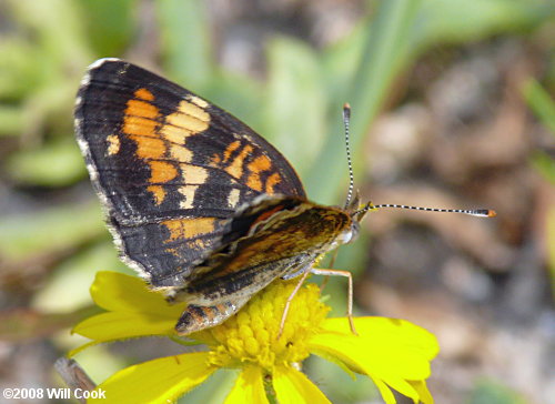 Phaon Crescent (Phyciodes phaon)