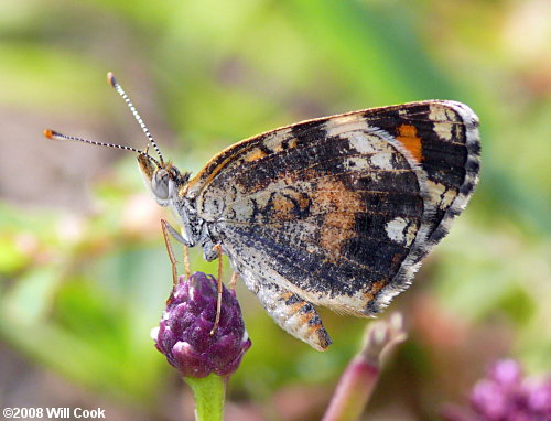 Phaon Crescent (Phyciodes phaon)