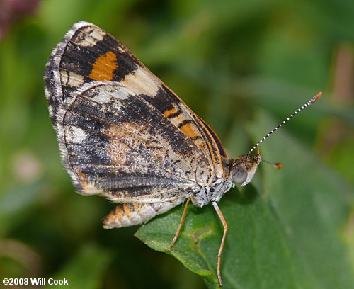 Phaon Crescent (Phyciodes phaon)