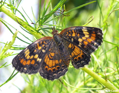 Phaon Crescent (Phyciodes phaon)