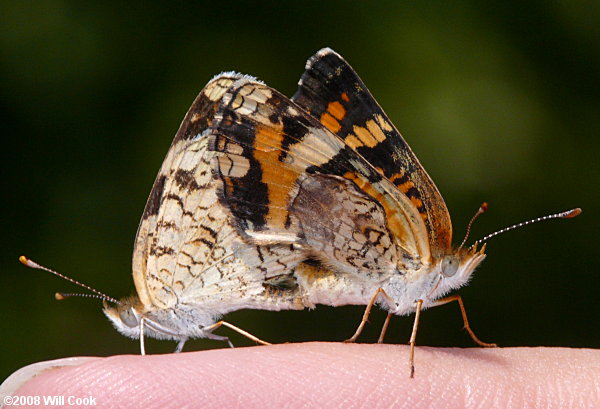 Phaon Crescent (Phyciodes phaon)