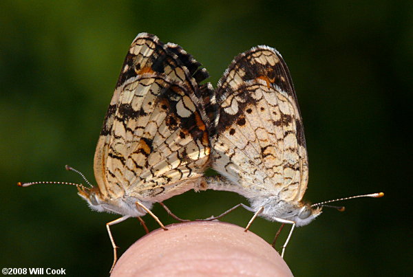 Phaon Crescent (Phyciodes phaon)