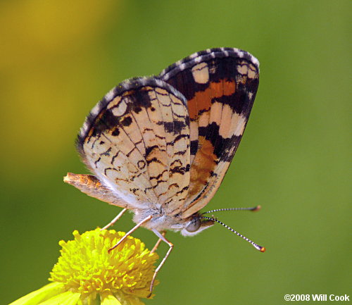 Phaon Crescent (Phyciodes phaon)