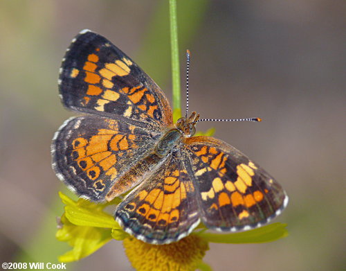 Phaon Crescent (Phyciodes phaon)