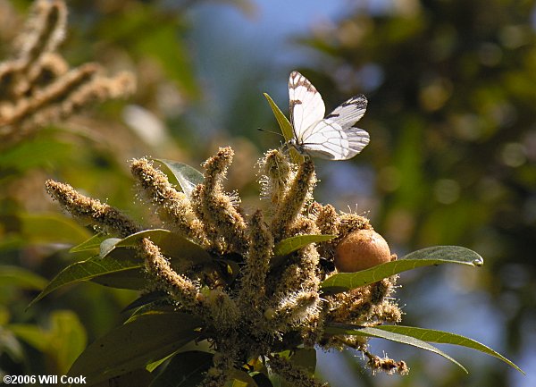 Pine White (Neophasia menapia)