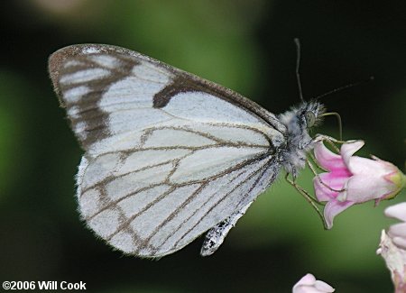 Pine White (Neophasia menapia)