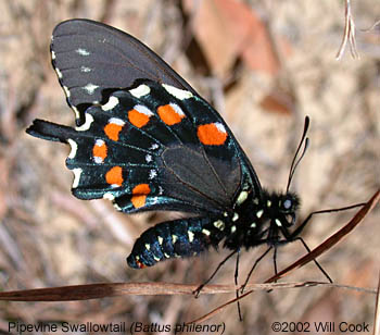 Pipevine Swallowtail (Battus philenor)