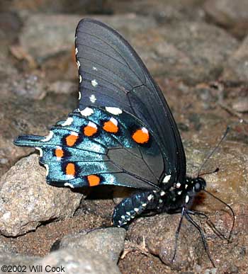 Pipevine Swallowtail (Battus philenor)