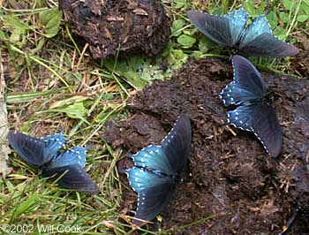 Pipevine Swallowtail (Battus philenor)