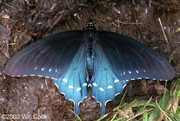 Pipevine Swallowtail (Battus philenor)