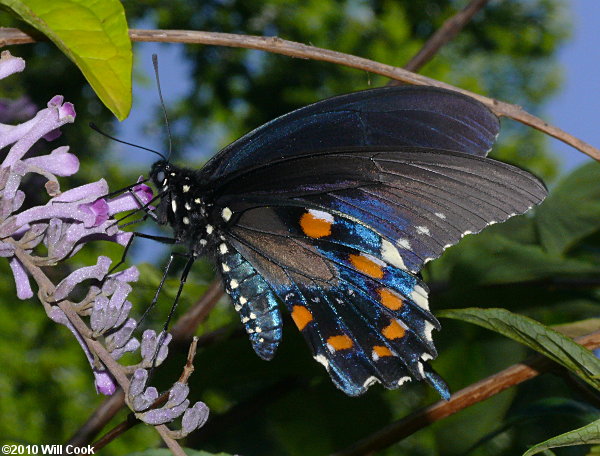 Pipevine Swallowtail (Battus philenor)