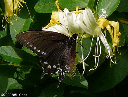 Pipevine Swallowtail (Battus philenor)