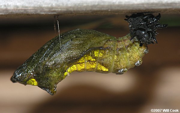 Pipevine Swallowtail (Battus philenor) pupa/chrysalis