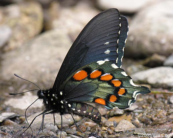 Pipevine Swallowtail (Battus philenor)