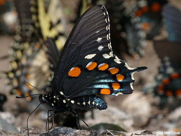 Pipevine Swallowtail (Battus philenor)