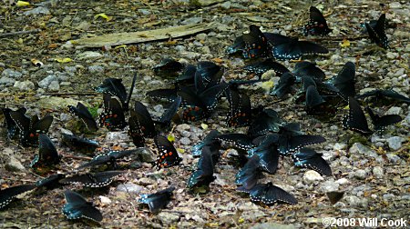 Pipevine Swallowtail (Battus philenor)