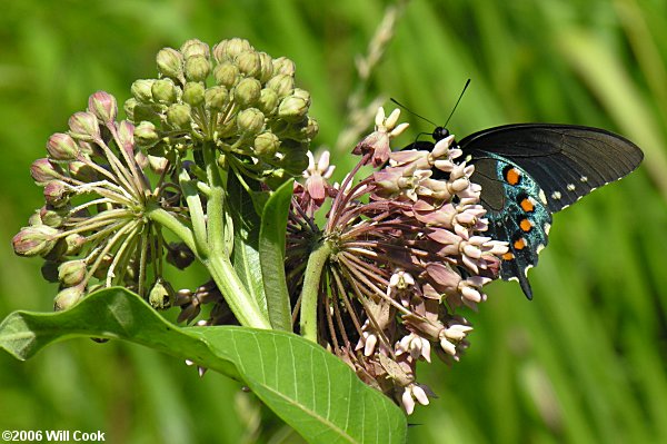 Pipevine Swallowtail (Battus philenor)