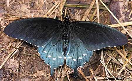 Pipevine Swallowtail (Battus philenor)