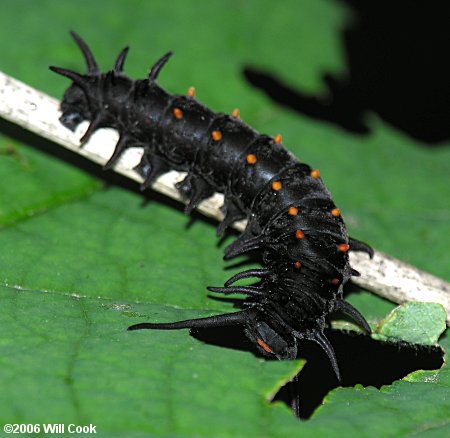 Pipevine Swallowtail (Battus philenor) caterpillar