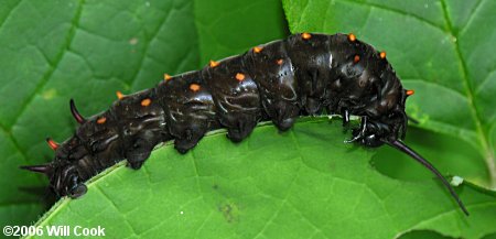 Pipevine Swallowtail (Battus philenor) caterpillar