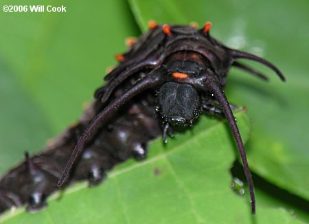 Pipevine Swallowtail (Battus philenor) caterpillar