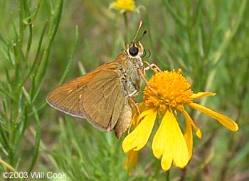 Crossline Skipper (Polites origenes)