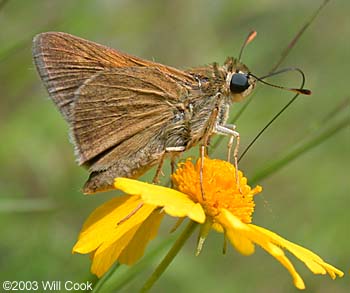 Crossline Skipper (Polites origenes)