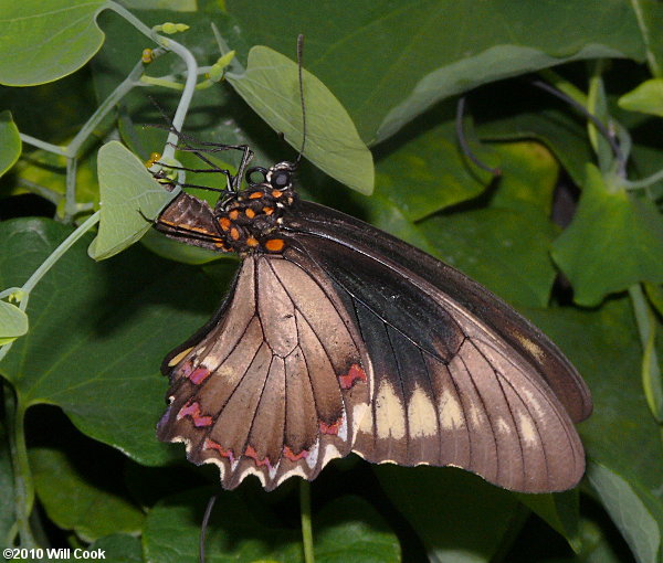 Polydamas Swallowtail (Battus polydamas)