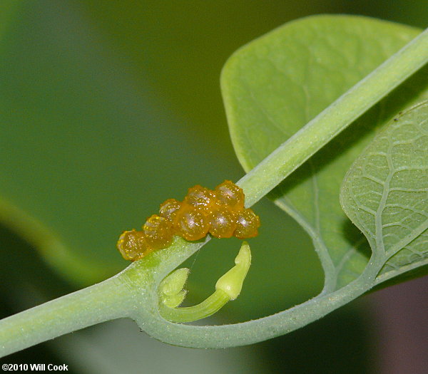 Polydamas Swallowtail (Battus polydamas) eggs