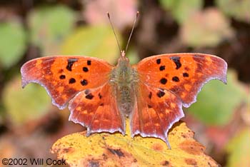 Question Mark (Polygonia interrogationis)