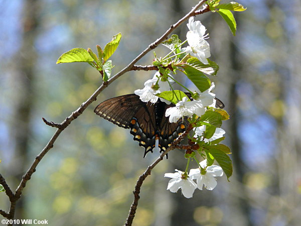 Eastern Tiger Swallowtail (Papilio glaucus) dark form female