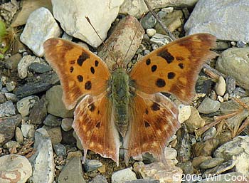 Question Mark (Polygonia interrogationis)