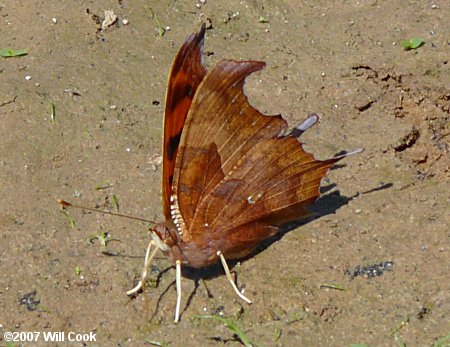 Question Mark (Polygonia interrogationis)