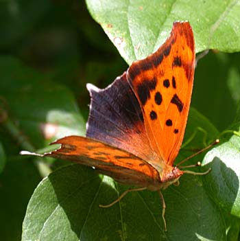 Question Mark (Polygonia interrogationis)