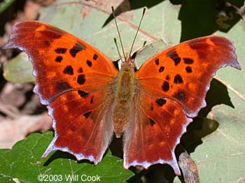 Question Mark (Polygonia interrogationis)