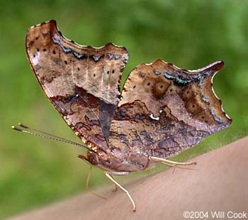 Question Mark (Polygonia interrogationis)