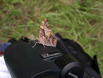 butterfly binoculars