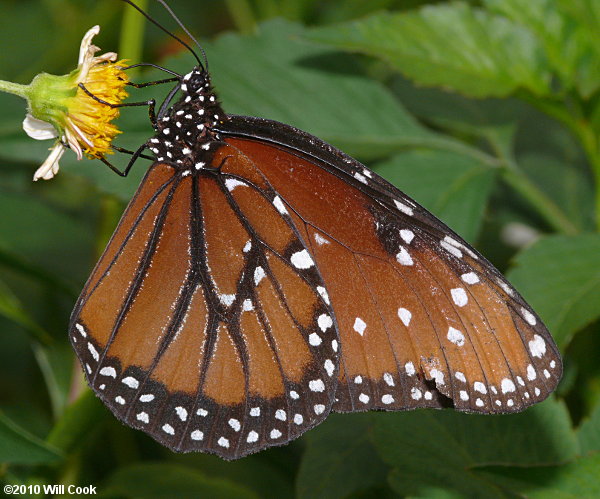 Queen (Danaus gilippus)