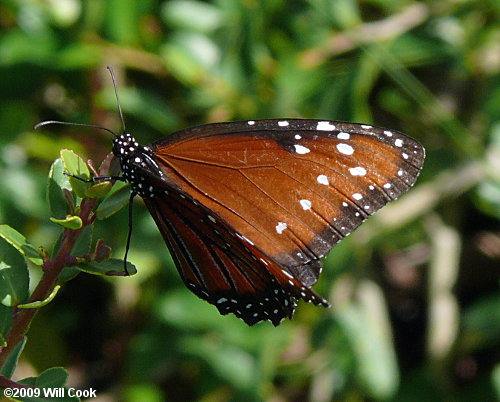 Queen (Danaus gilippus)