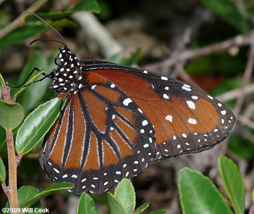 Queen (Danaus gilippus)