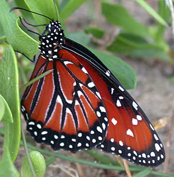 Queen (Danaus gilippus)